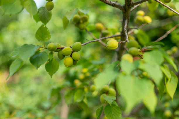 Kakadu plum benefits for hair