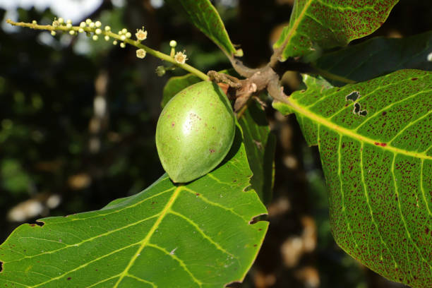 Uses of kakadu plum for skin and hair
